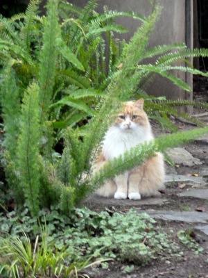 cat in Menlo Park front yard