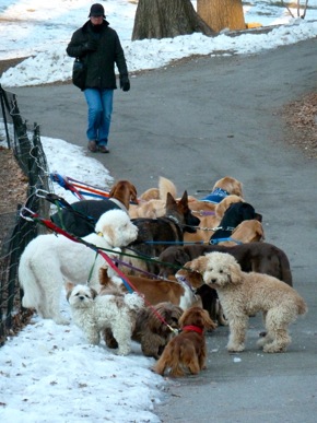 Dogs in Central Parl