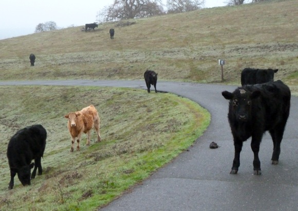 cattle herd on Big Dish land