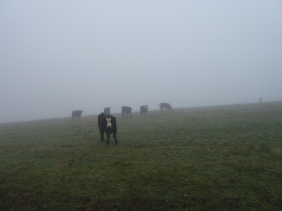 cattle on Big Dish land, January 2011