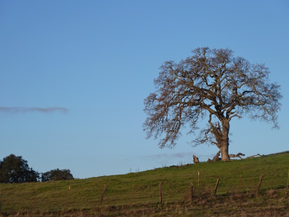barren oak near Big Dish