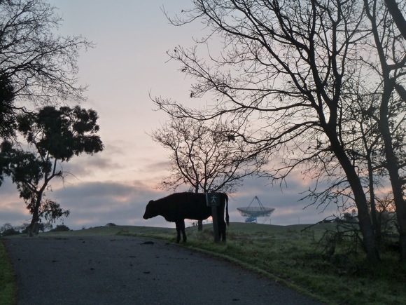 dawn steer_022311 Steer at dawn on Big Dish