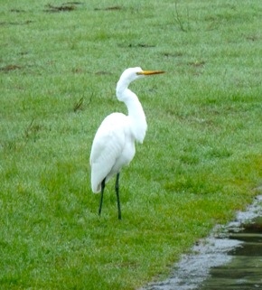 Snowy egret on Big Dish land