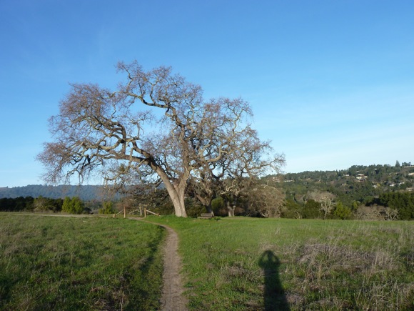 Oak against blue winter sky in Arastradero Preserve