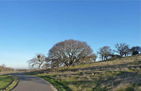 Oaks in February near Big Dish