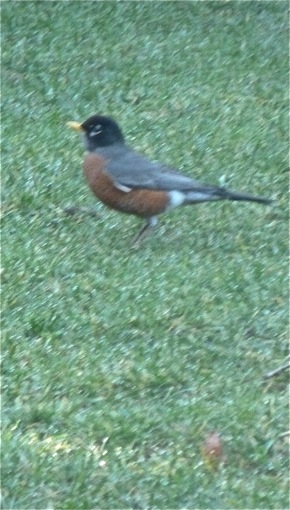 robin