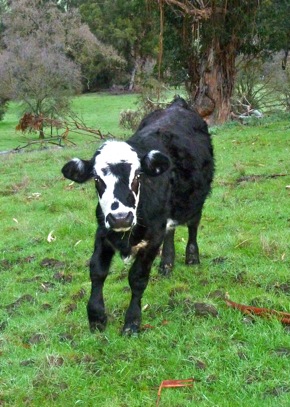 young cattle on Big Dish land