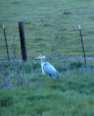 Blue Heron near Big Dish