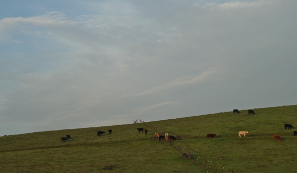 cattle grazing on Big Dish land