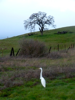 Snowy egret near Big Dish