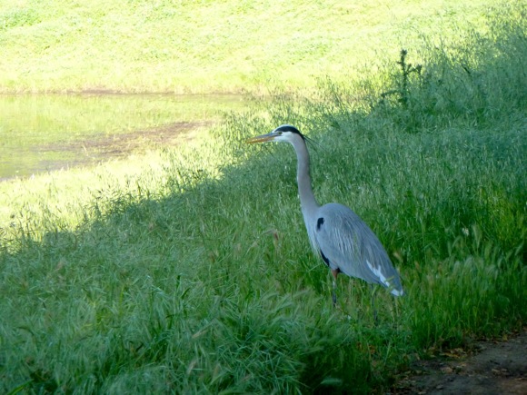 blue heron_040711 Great Blue Heron at Lake Lagunita