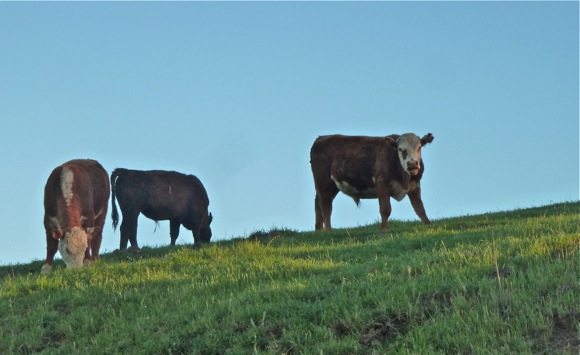 cattle herd on Big Dishland
