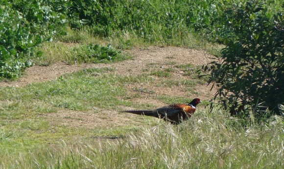 pheasant at Byxbee Park