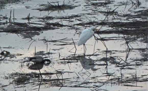 snowy egrit_041811 Snowy egret at Lake Lagunita