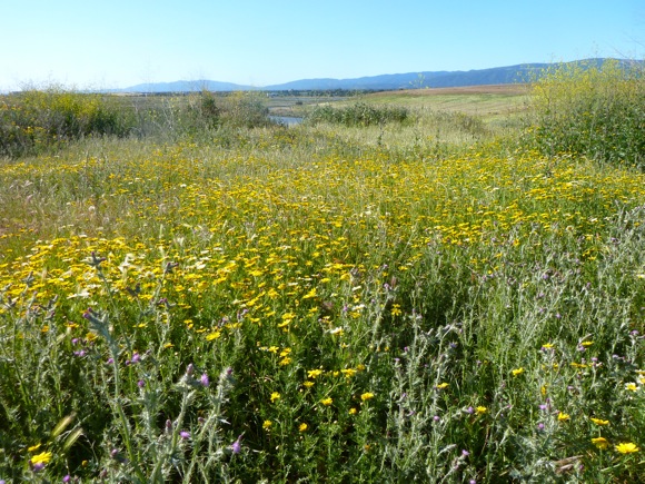 wildflowers at Baylands