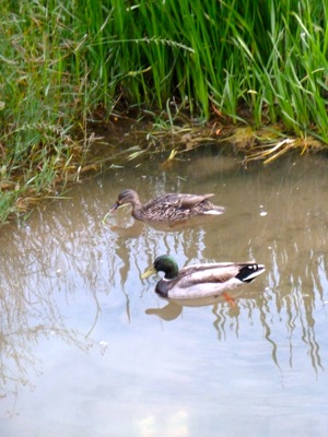 Mallards near Lake Laguita