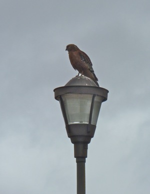 hawk at Lake Lagunita