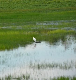Snowy Egret at Lake Lagunita