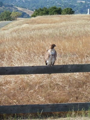 hawk spotted near Big Dish