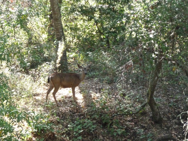Young deer at Arastradero Preserve