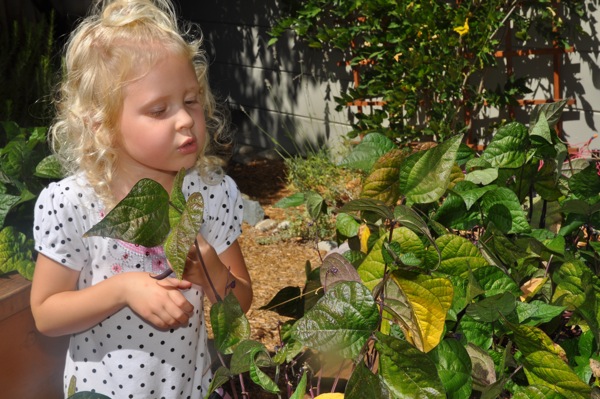 Grace_purple beans_080711