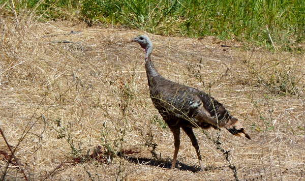turkey_082811 turkey spotted on the Stanford campus