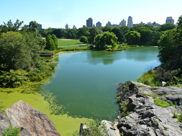 Turtle Pond in Central Park