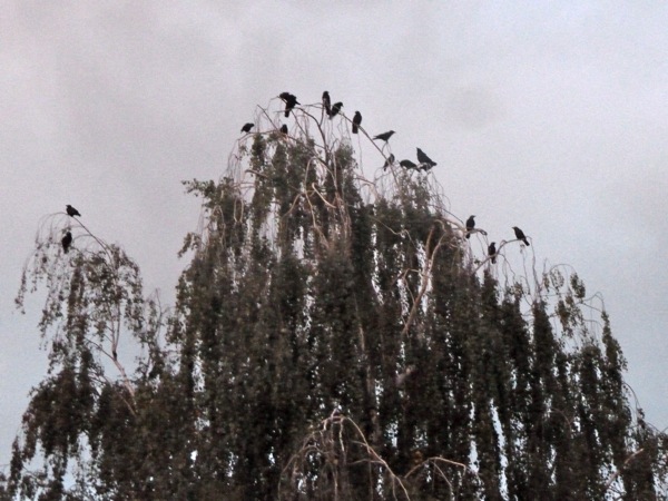 crows in Menlo Park