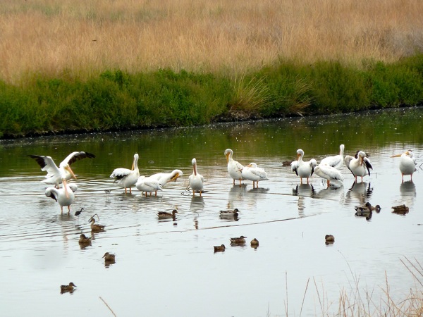pelicans at Baylands
