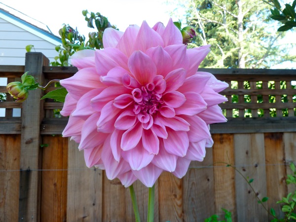 neighborhood dahlia_10111 dahlia in menlo park
