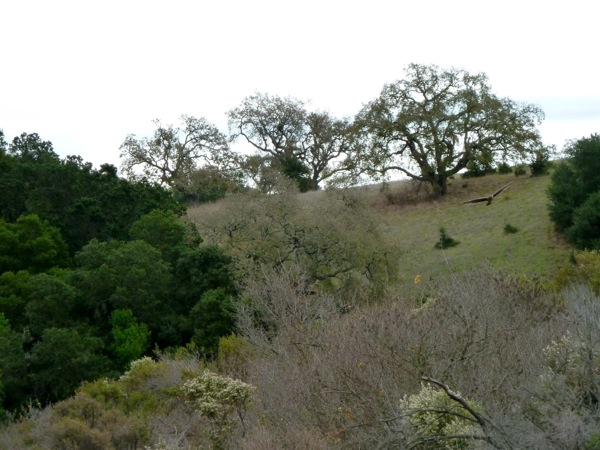 Arastradero Preserve