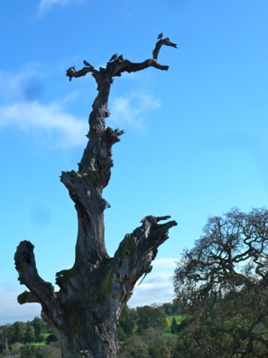 Arastradero Preserve