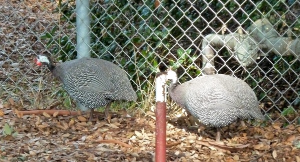 turkeys on Stanford University campus