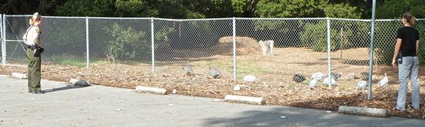 Turkeys on Stanford University campus